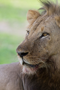 关于在非洲野生动物园野生狮子
