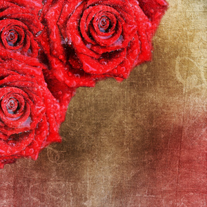 背景与红玫瑰的情人节