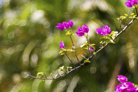 炫彩花卉