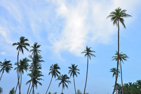棕榈树和蓝蓝的天空