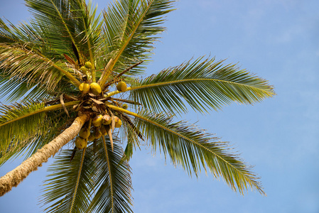 棕榈树椰子的果实