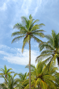 棕榈树和蓝蓝的天空