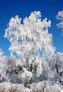 霜花的树