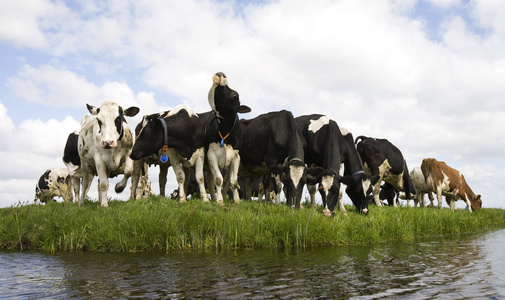 荷兰牛在草地上