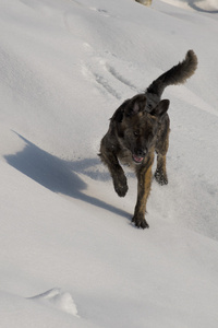 一只狗同时玩雪