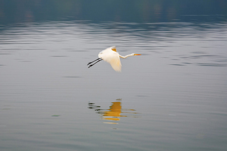 鹳在男子萨加尔湖飞行。斋浦尔，拉贾斯坦邦印度