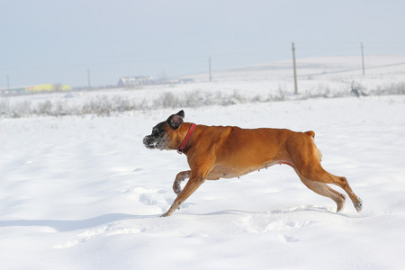 狗在雪中运行