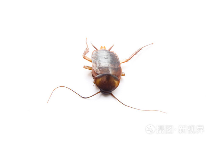 美洲大蠊在白色背景上