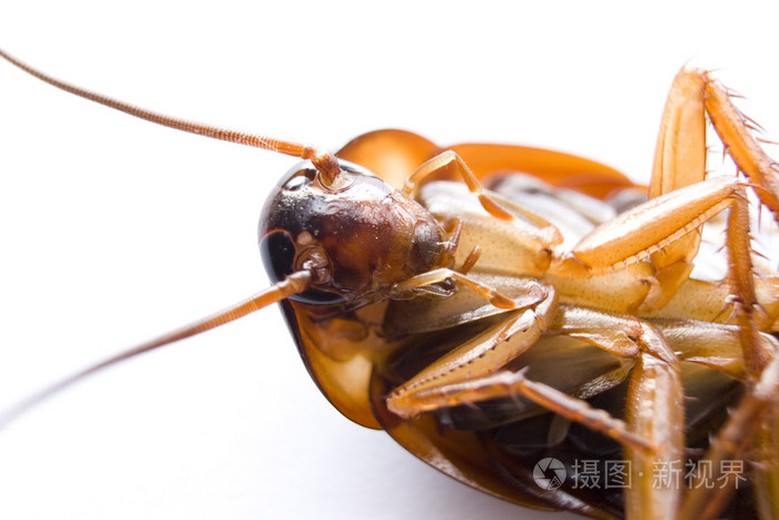 美洲大蠊微距照片