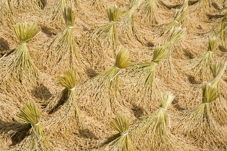 在太阳下干燥的托拉雅水稻收获