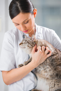 兽医控股和安抚一只猫在诊所