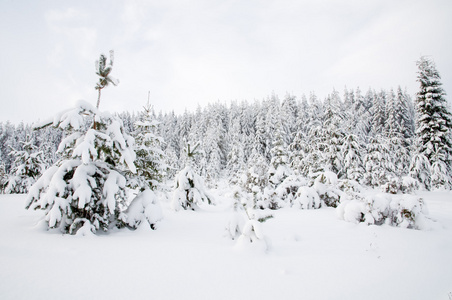 在雪中的树木。俄罗斯北部雪林