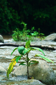 植物在河上图片