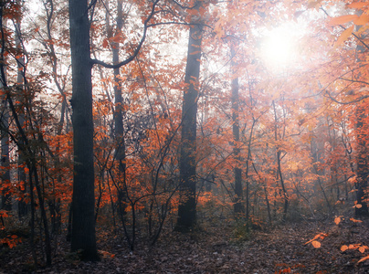 秋天的森林在日落