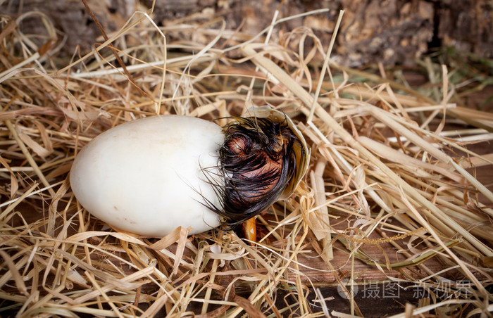鸭蛋孵化