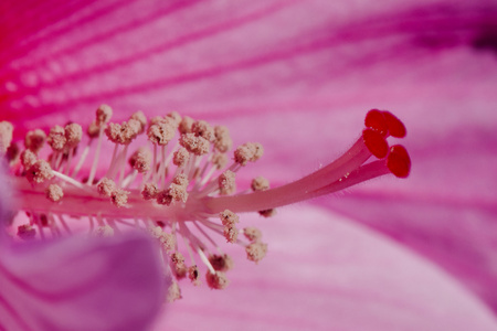 花雌蕊在粉红色的背景
