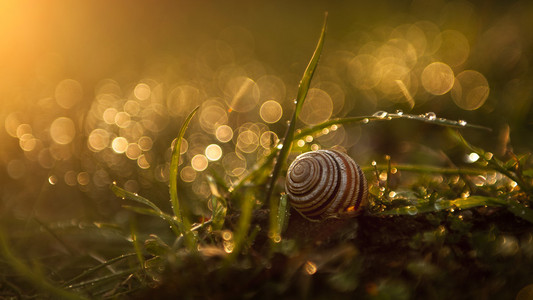 美丽蜗牛的日落中的草