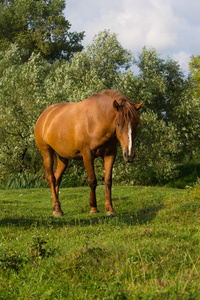 褐色的马