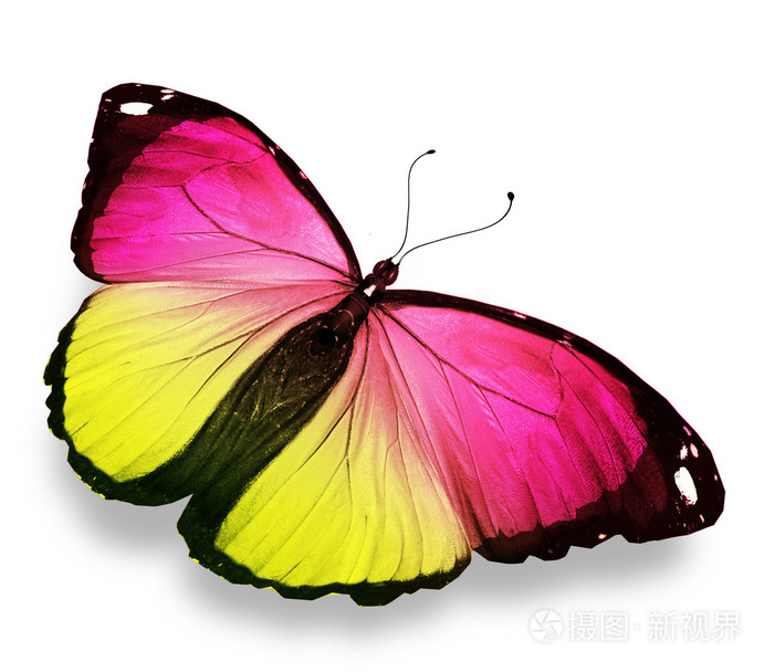 黄色粉色蝶，孤立在白色