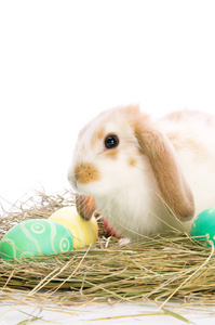 复活节兔子坐在旁边的多彩的鸡蛋