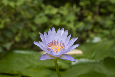 莲花盛开或水中百合鲜花盛开