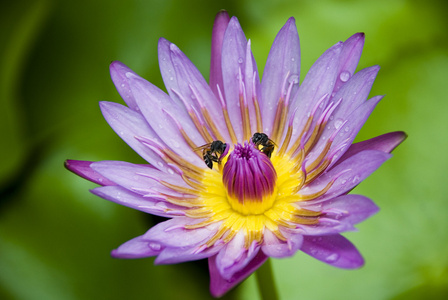 莲花盛开或水中百合鲜花盛开