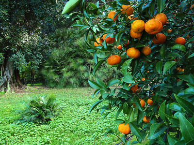 桔子果园图片-桔子果园素材-桔子果园插画-摄图新视界