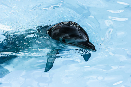 在游泳池里游泳的海豚