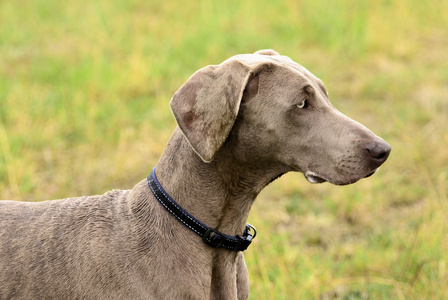 犬只在行动