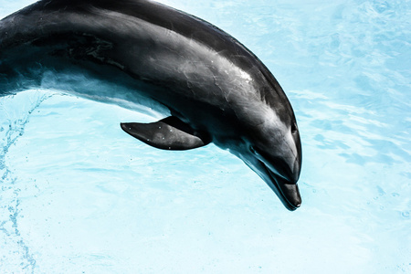 在游泳池里游泳的海豚