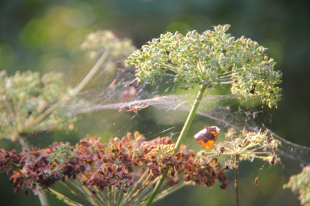 夏季森林花卉。web