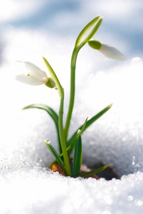 雪花莲的春天的花朵