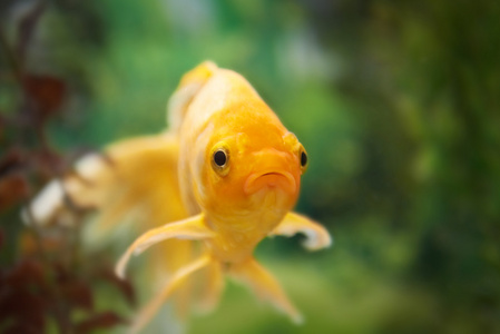 多彩的鱼类在水族馆