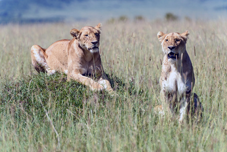 两只母狮在非洲大草原