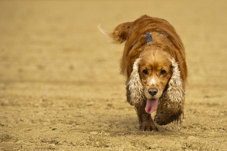 来到你的英语可卡犬狗