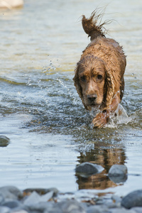 英语可卡犬狗在水上行走