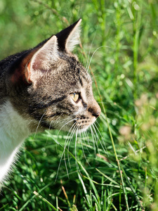 小小的猫