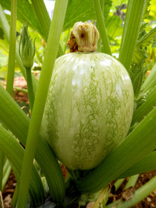 圆小胡瓜植物