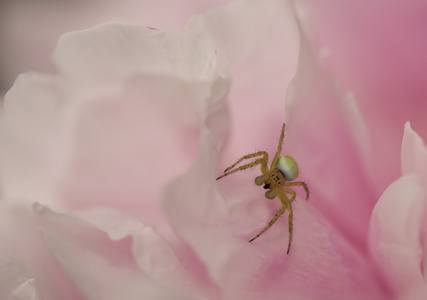 粉红色的背景上一个黄色蜘蛛