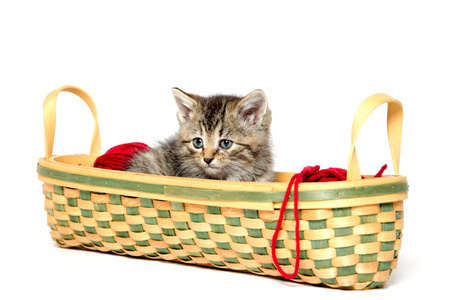 在篮子里的可爱的虎斑猫咪