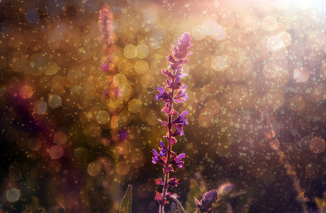 美丽的紫色野生花卉在雨和日落