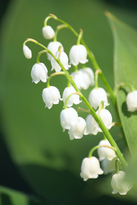 山谷的百合花