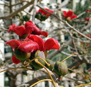 红色丝绸棉树的花朵