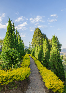 walkpath 沿棵松树