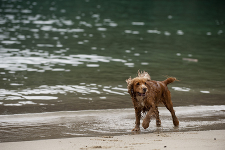 在海滩上玩的英语可卡犬狗