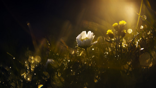 日落美丽白色野生花卉
