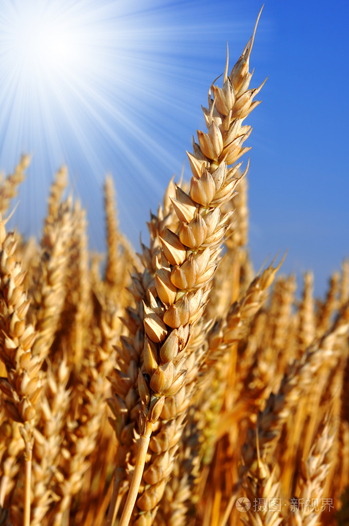黄金 麦穗