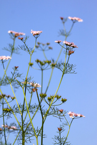 香菜花与叶