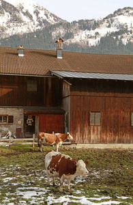 牛和在奥地利阿尔卑斯山农场