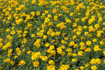 黄波斯菊花海图片